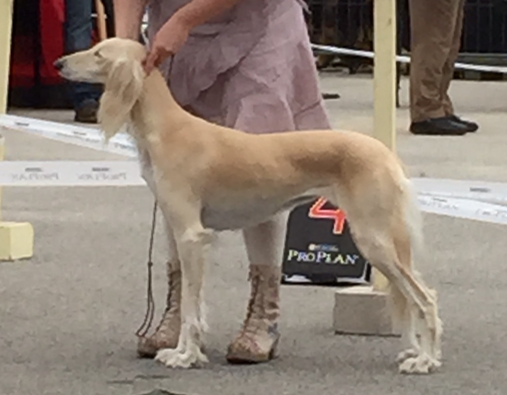 Judge Walter Brandt, Germany VDH-CAC and RES-CAC