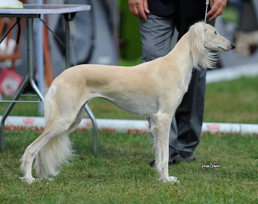 Judge Elena Afghanova, Russia. Saga was BOS with CAC and CACIB and also Lithuanian champion.