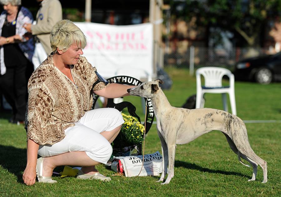 Judge Trevor Hiscock, South Africa Grace was BOB with CAC and also BIS-3 (judge Joy McFarlane, South Africa) She is now Swedish champion =)