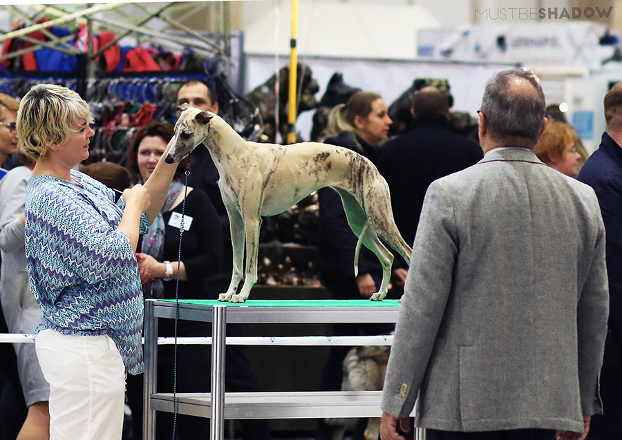 Judge Rui Oliveira, Portugal CAC, CACIB and POLISH WINNER 2016