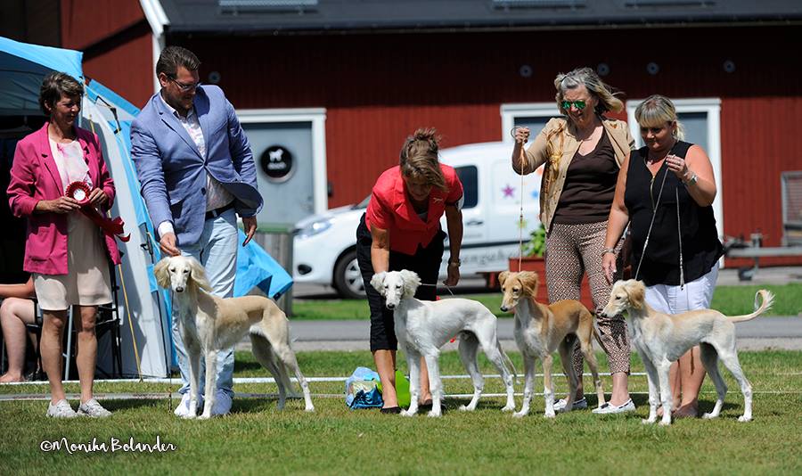 Sighthound & Saluki weekend