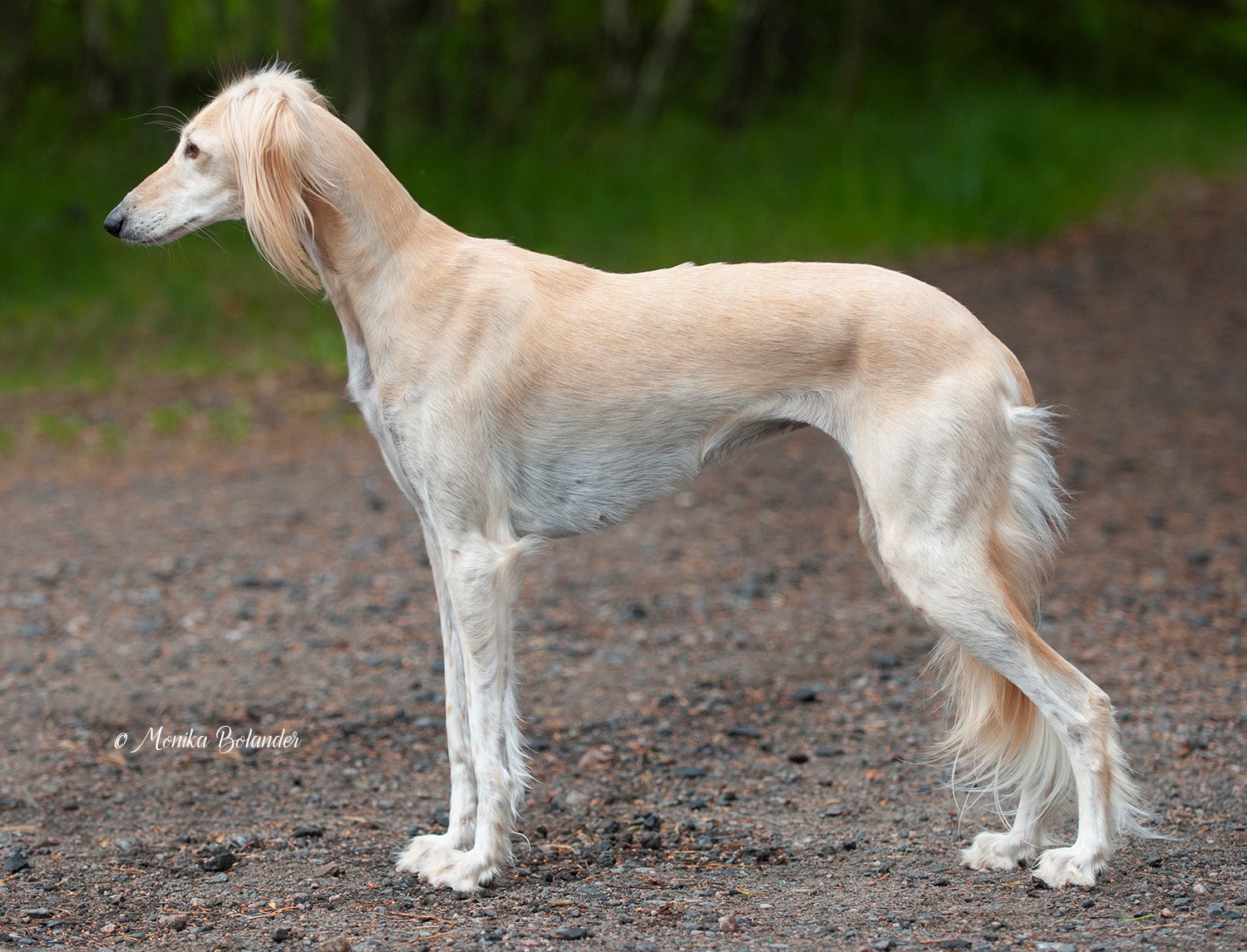 Today Yoshi (Emoticon Frostnip) gained her last Danish CAC to get the Danish, Swedish and Lithuanian champion titles!