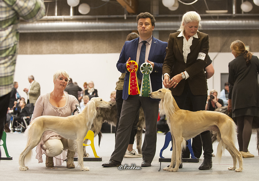 Judge Rony Doedjins, Holland BOB and CLUB CAC – Saga is now Danish Club Champion!