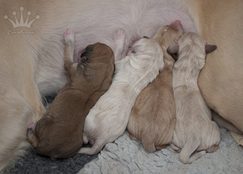 From left: Katla (female) 435 g, Falkor (male) 457g, Elliot (male) 440g,Yoshi (female) 432g.