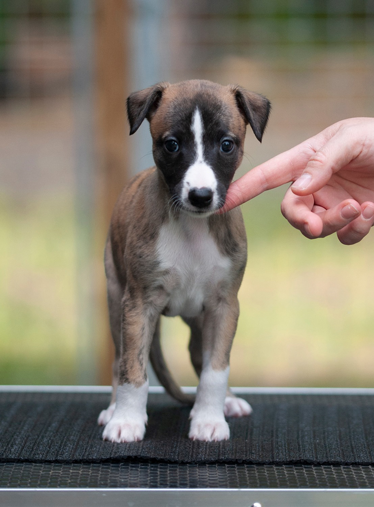 Puppy pages updated =) Pictured here is Daria!