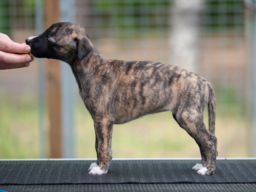 5 weeks