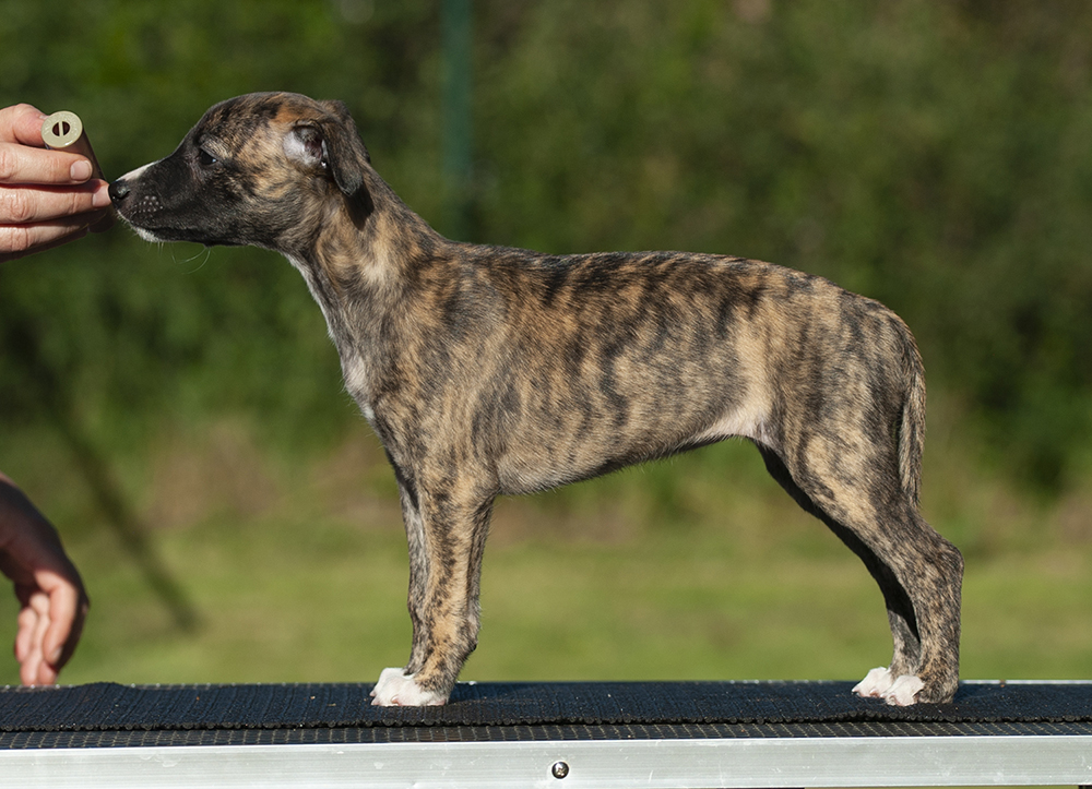 6 weeks