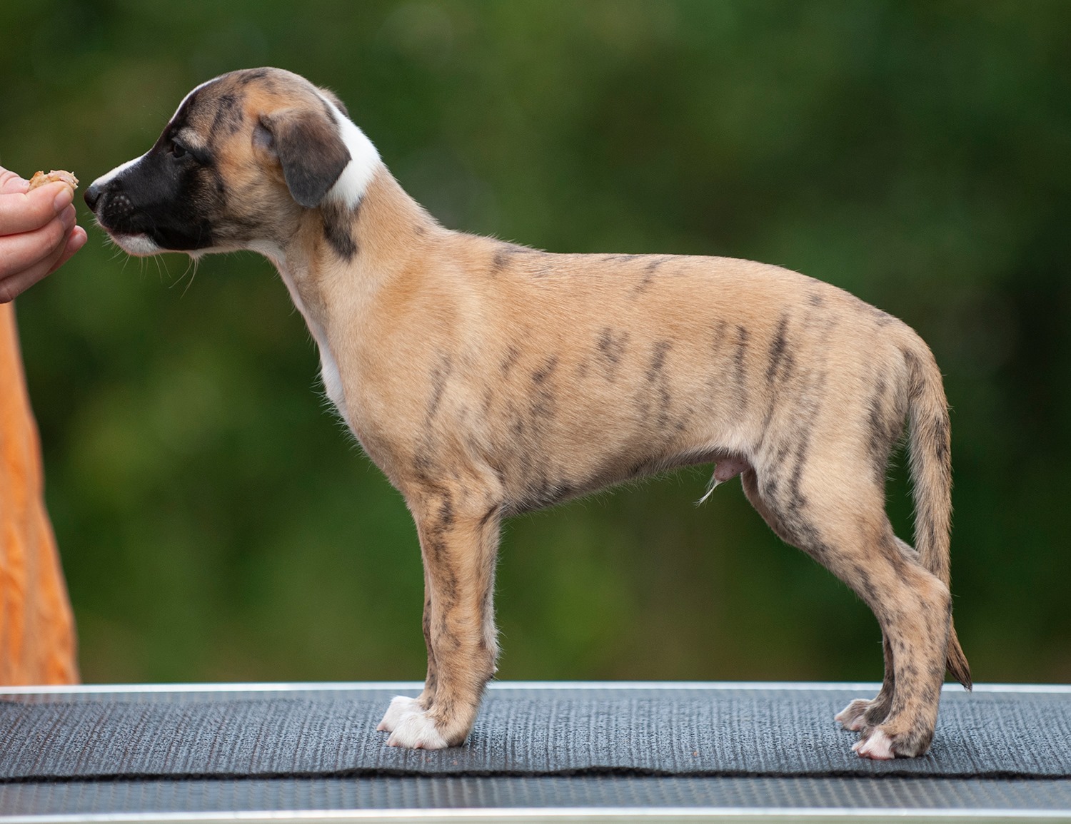 6,5 weeks