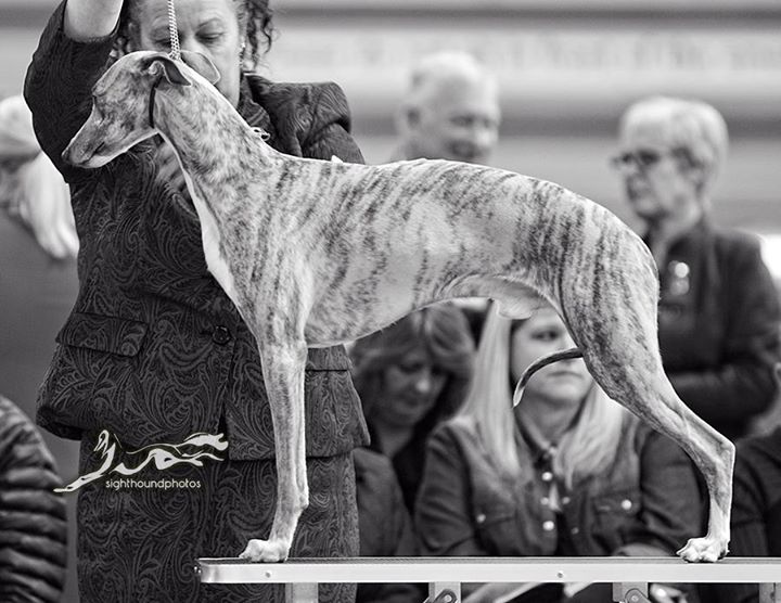A lovely male from Crufts, Supeta's Razzalicious