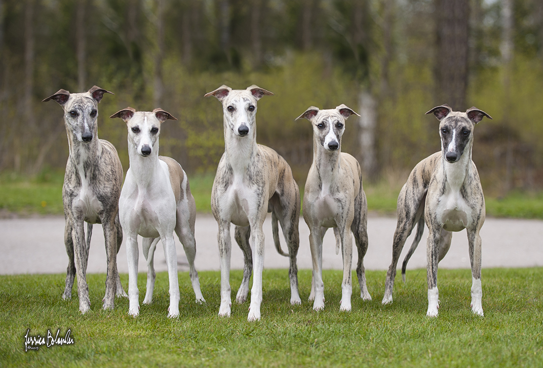 Proud parents Merlin and Ella with their kids Isaac, Grace and Spider
