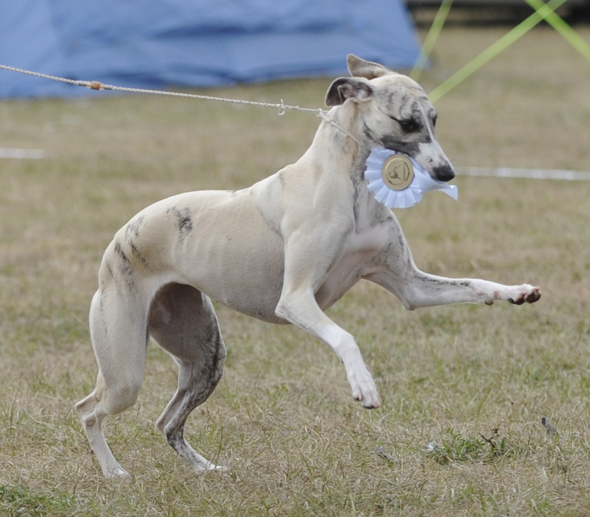 Grace won a rosette for res CAC which she was very proud of ;)