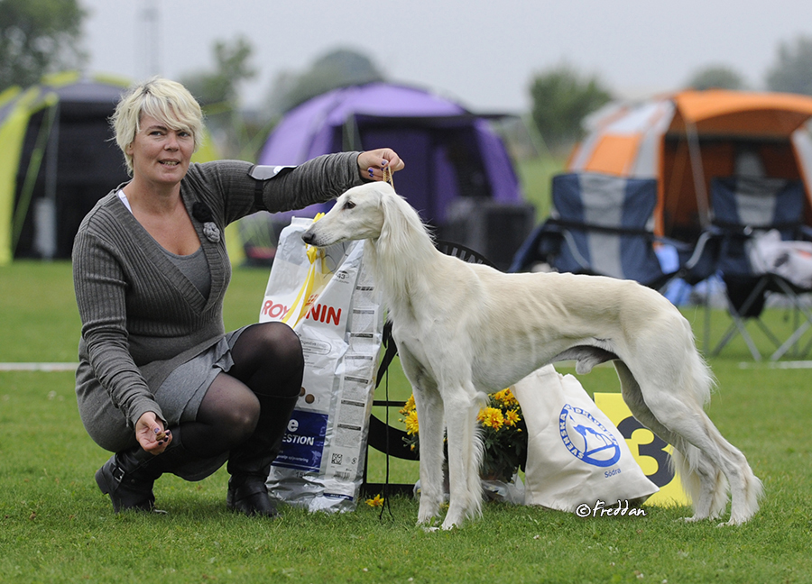 Ch Dabka's Italy BOB and BIS-3