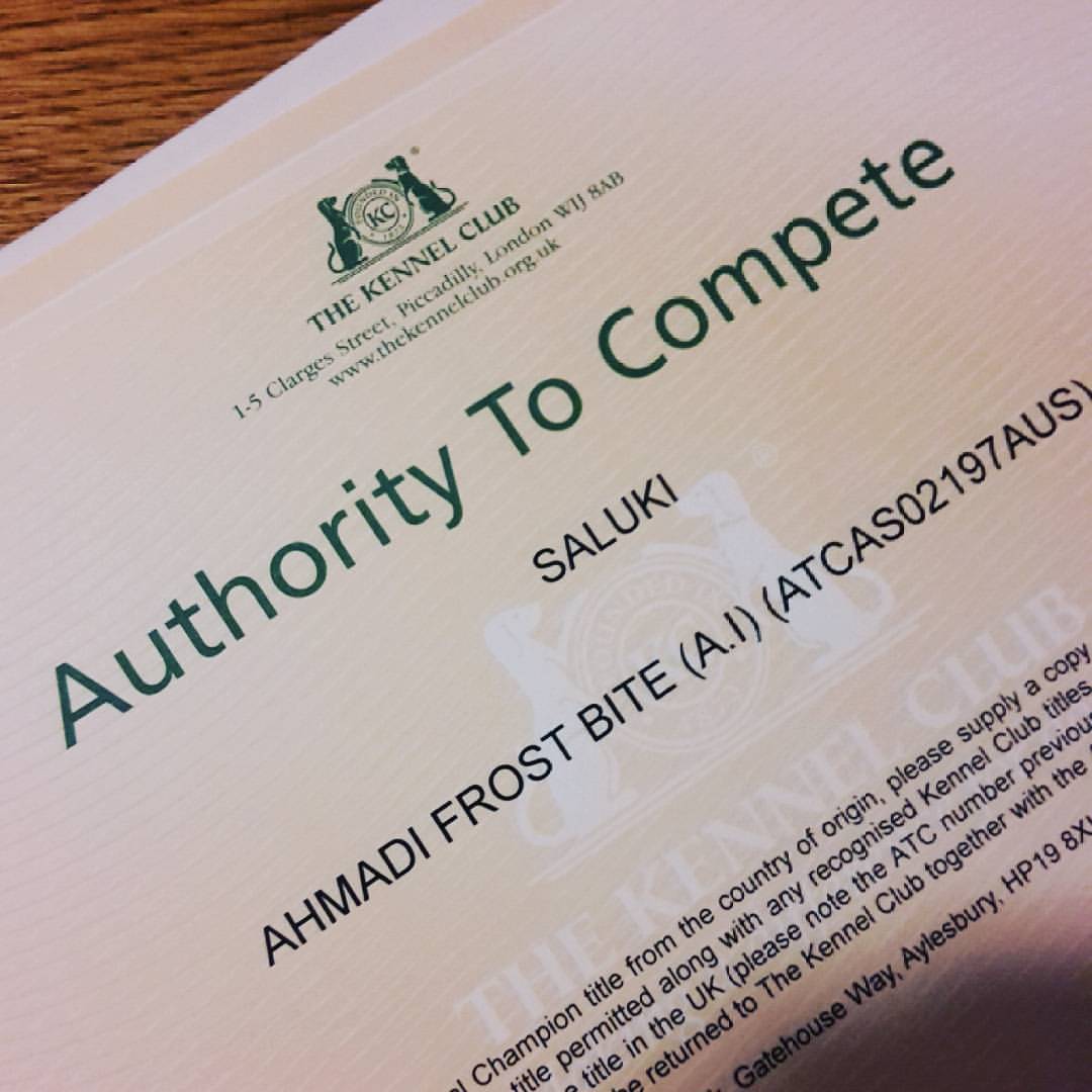 And we got some nice things in the mail! Saga is now ready to enter to CRUFTS 2016 =)