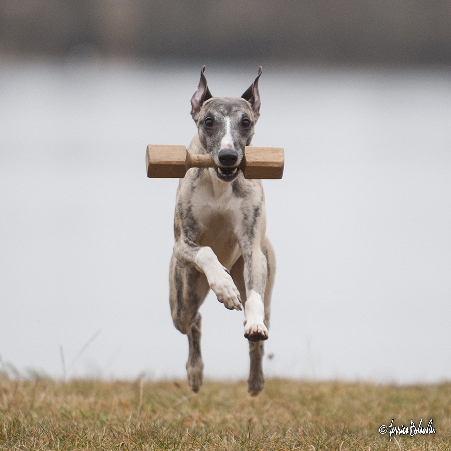 We are really proud over Merlin's son Spider (Rhetsgis Hello Blue Moon) who was placed 2nd best obedience Whippet 2016 - he was also number 1 in rally obedience, beginners class and number 2 in rally obedience, continued class. Way to go Annelie & Spider!