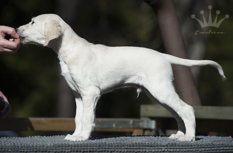 Falkor 6 weeks