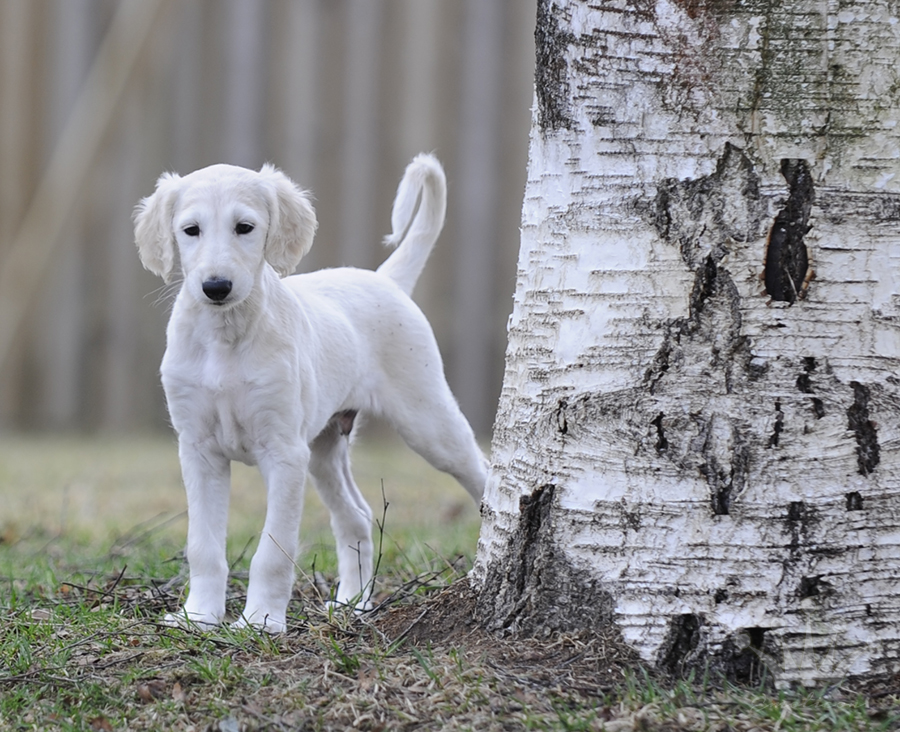 Puppies 7,5 weeks old