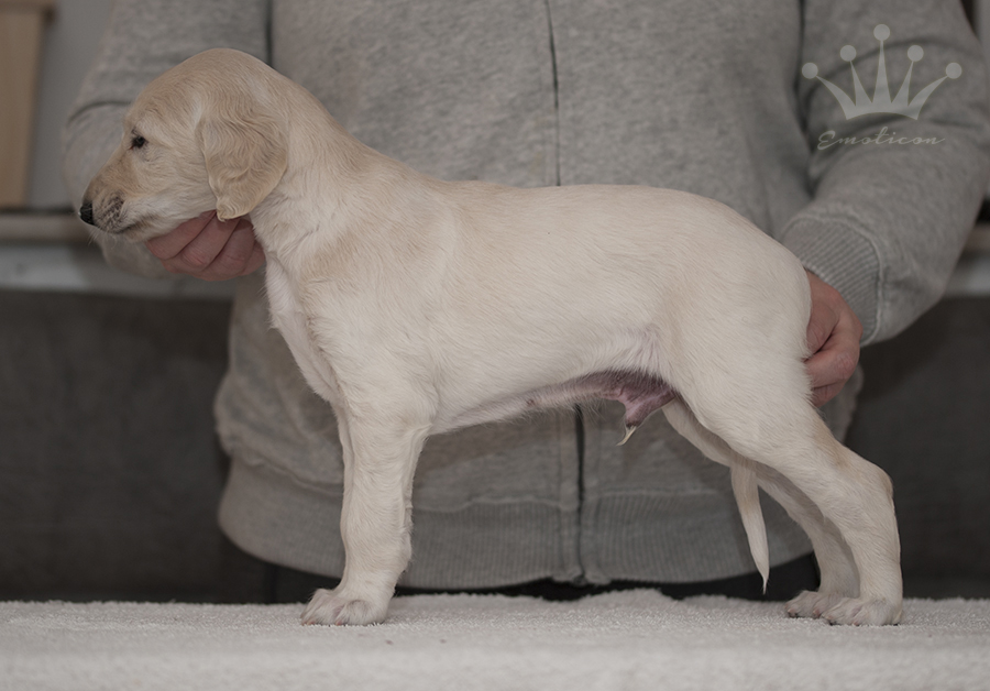 Falkor 4,5 weeks