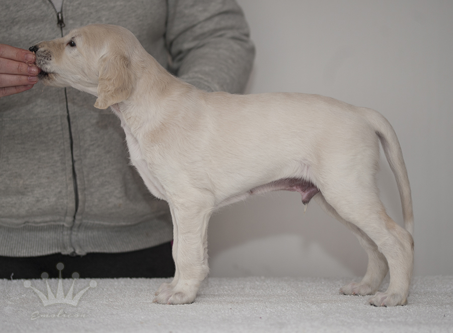 Falkor 5 weeks