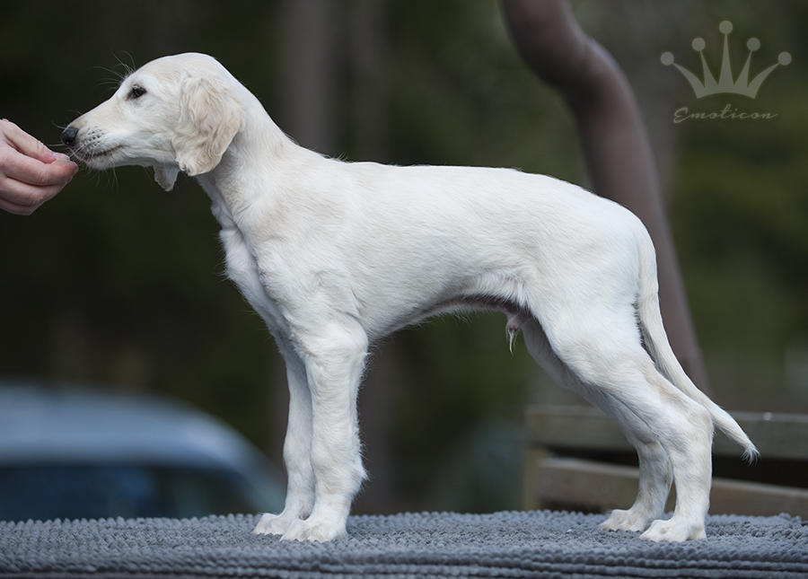 Falkor 7,5 weeks