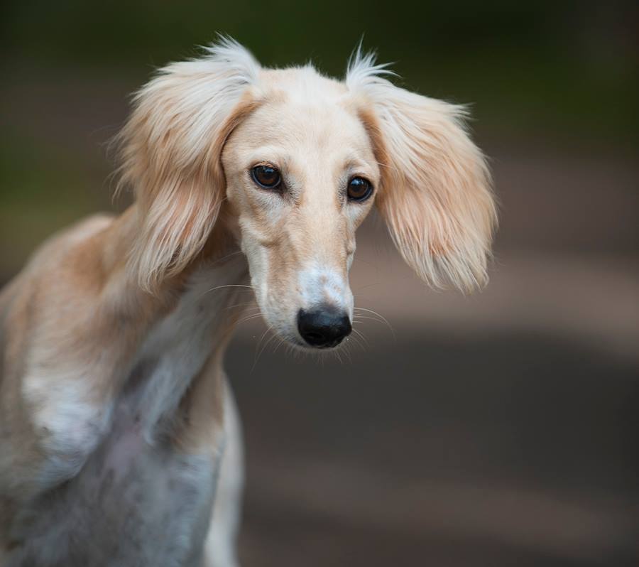 Yoshi BOB puppy at IDS Askersund! Judge Gunilla Sandberg, Sweden.