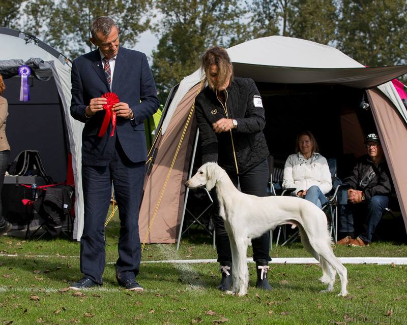 Frost was BOB puppy under judge Rudi Brandt, Denmark.
