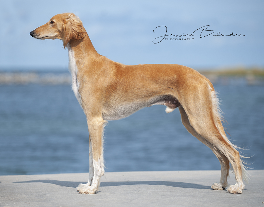 Nice weekend at the lovely island Gotland! Elliot (on the photo) won 2 CAC and 1 res CACIB Yoshi won 1 CAC and 1 res CACIB Grace won BOB group 4 on Saturday, 4th best bitch on Sunday