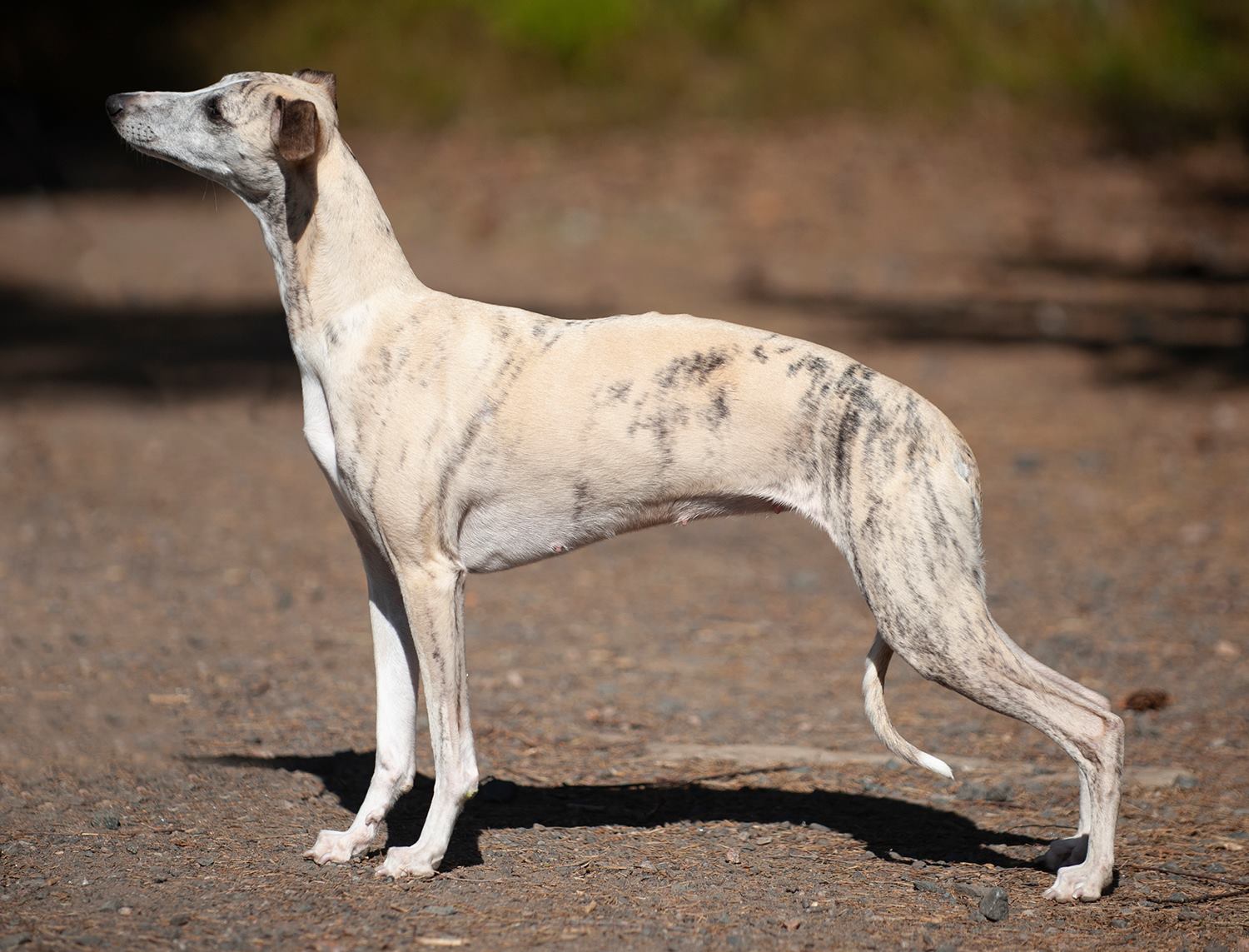 I think we can say for sure that Grace is pregnant. Here she is 32 days after mating! Sunny day but freezing cold, so not the best photo.