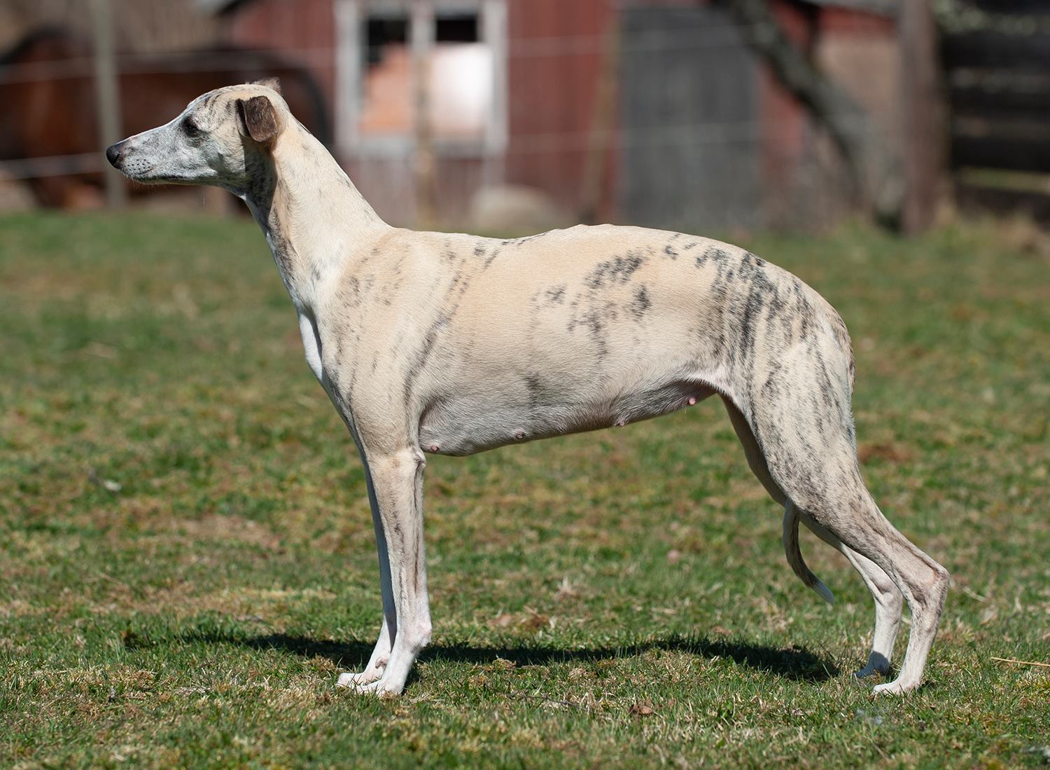 Grace at her 39th day of pregnancy!