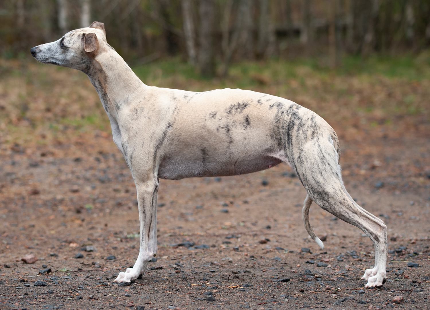 Grace at her 45th day of pregnancy!