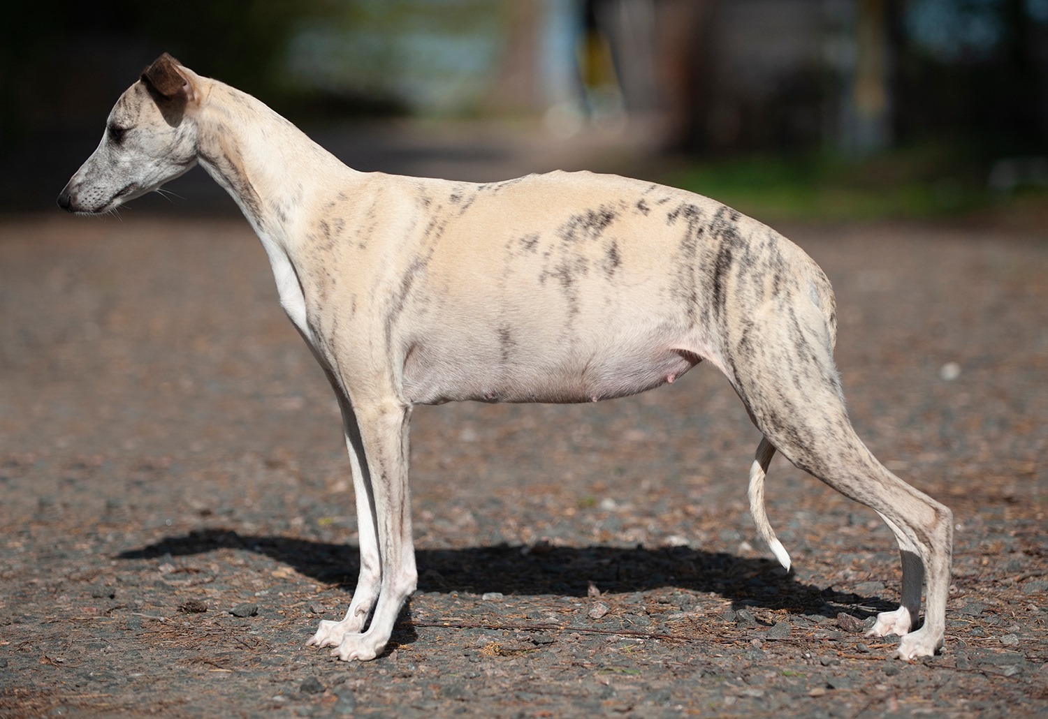 Grace at her 52nd day of pregnancy!