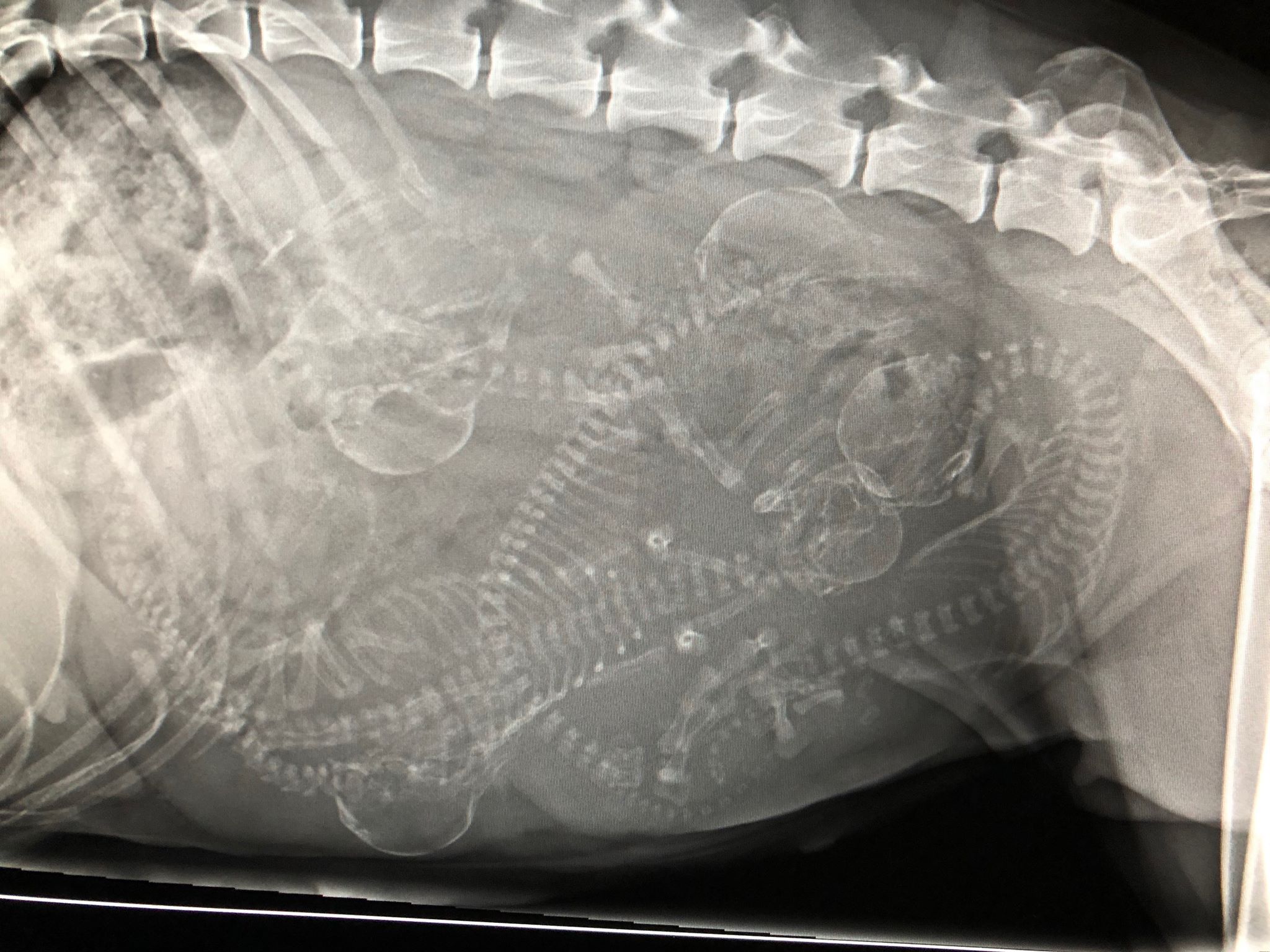 Yesterday Grace decided to have her puppies at day 58. 4 puppies was delivered, and at last we had to go to the vet for a c-section. One of the girls was stuck, but all the remaining 5 puppies came out alive. This morning she had a fever, so she has been back to the vet for a pyometra surgery. Now she is back home with her puppies again and all 5 boys and 4 girls is doing well so far.