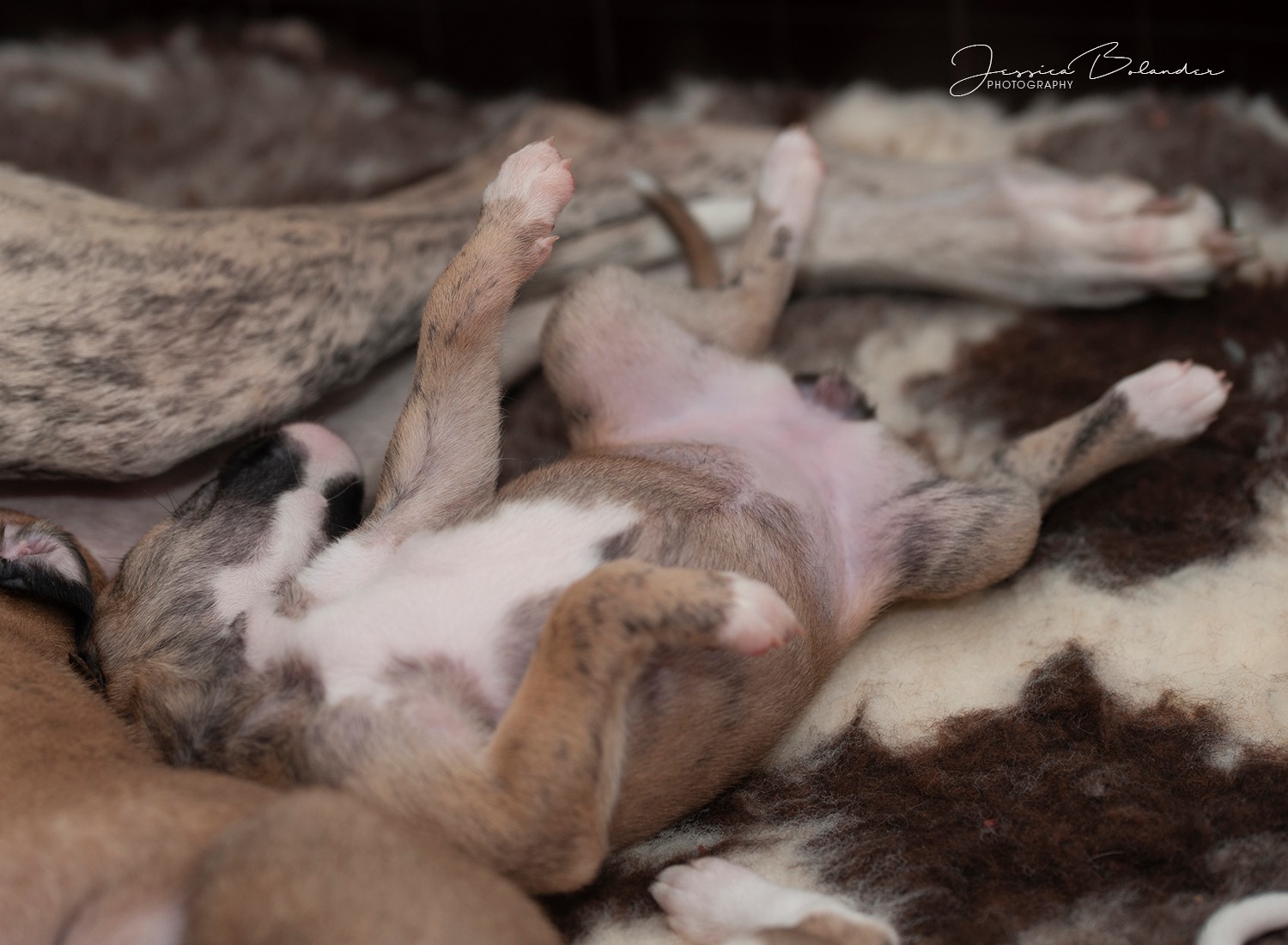 Puppies are now 24 days old. Eyes are open, they are starting to play!