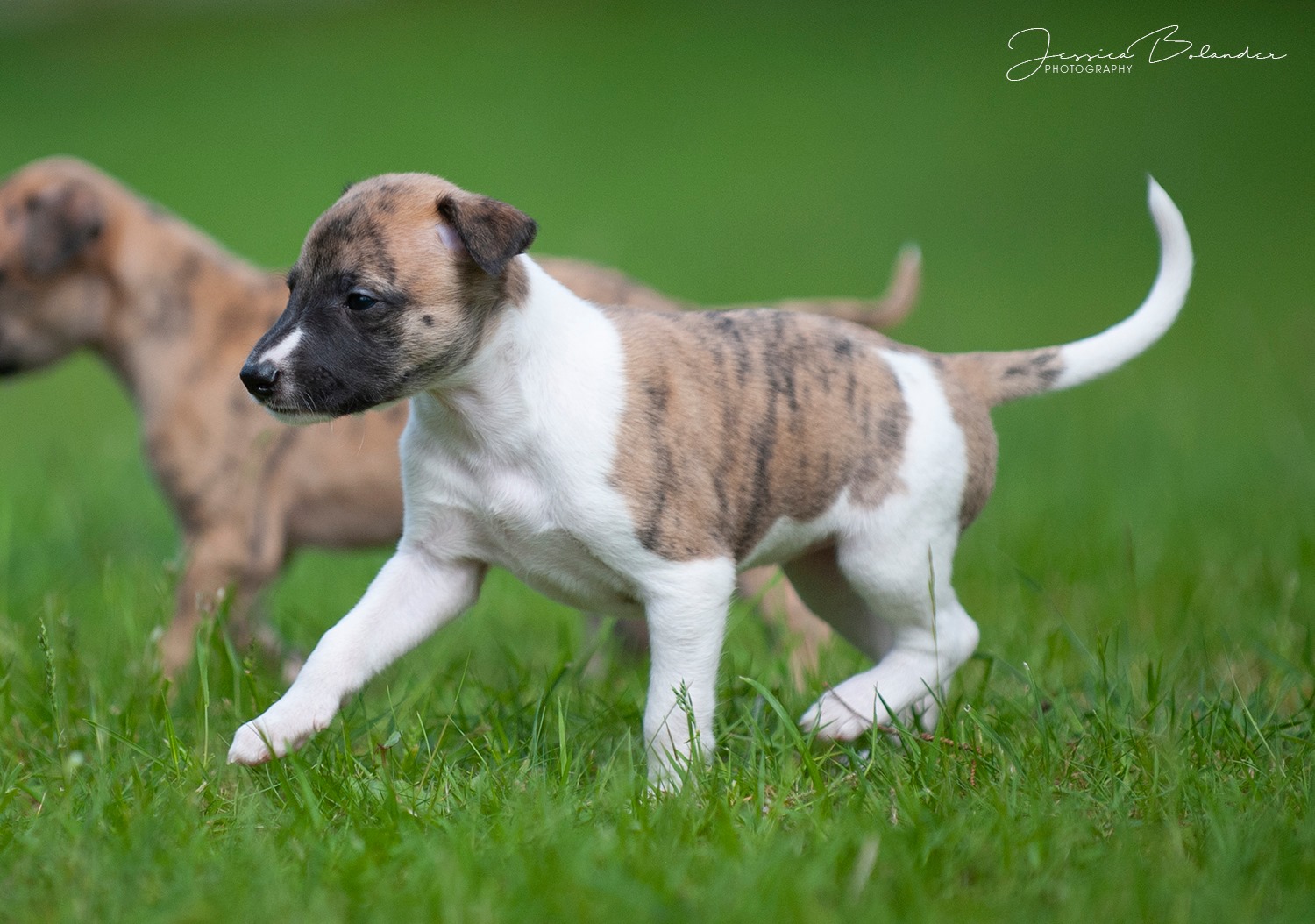 Puppies are now 4,5 weeks old and outside for the first time!