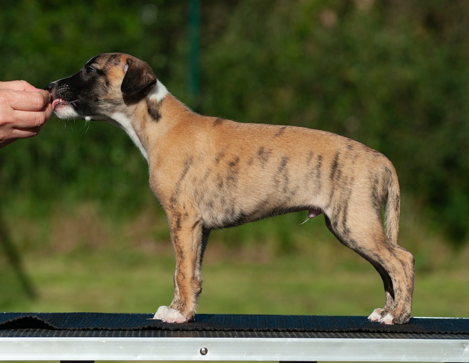 Puppy pages updated =) Pictured here is Lukasz!