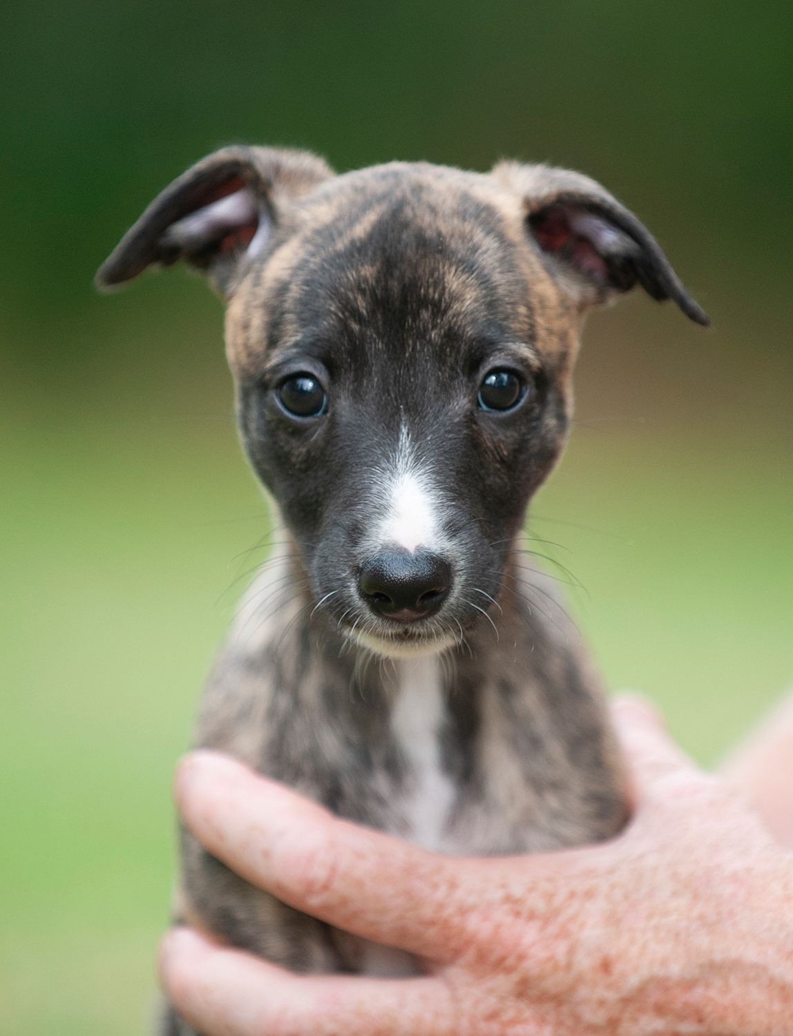 Puppy pages updated =) Pictured here is Eliza!