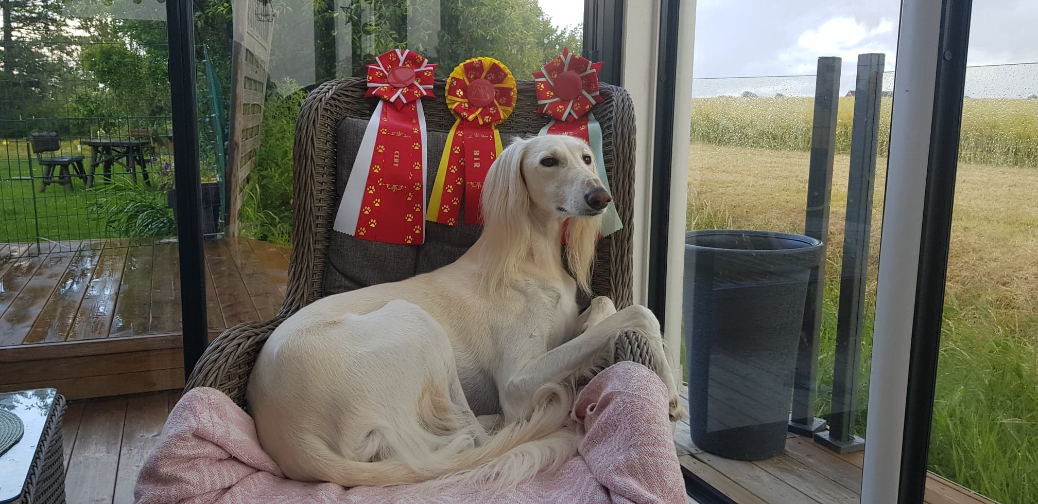 Frost won BOB and CAC today at the Danish Sighthound Club show under judge Knut Fr Blütecher (Showline Hounds), Norway. He is now Danish and Swedish champion! Huge congratulations to Gunilla and Micke =)