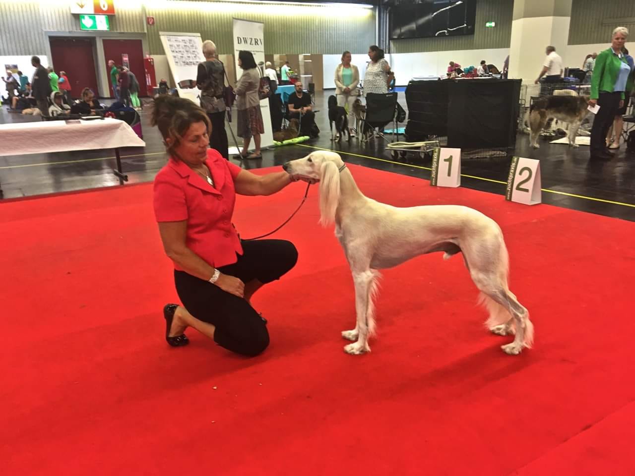 Frost won BOB, VDH, CACIB and the title Alpensieger 2019 today in Nürnberg, Germany under judge Rita Kadike Skadina.
