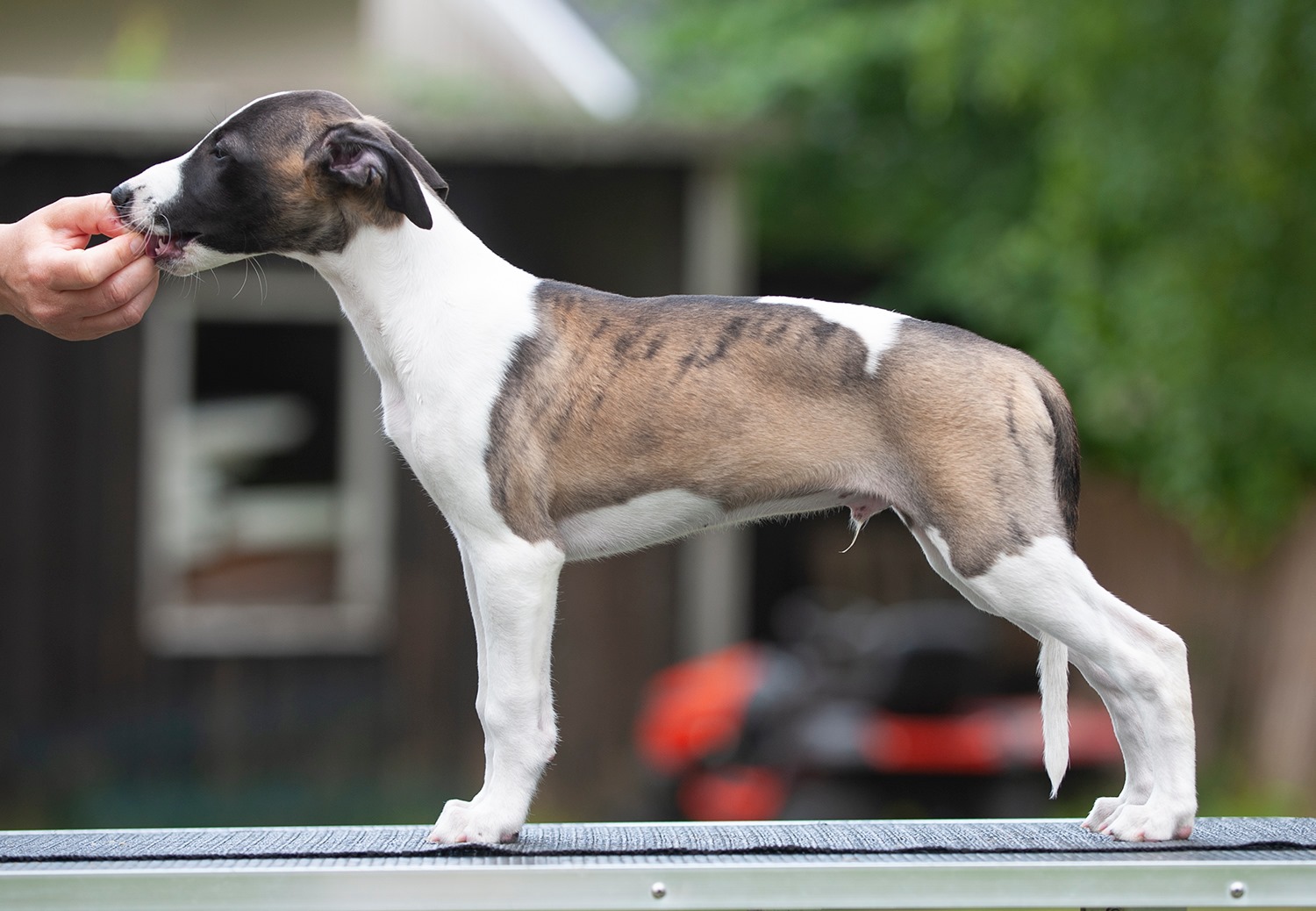 Puppy pages updated! Pictured here is Skorpan =)