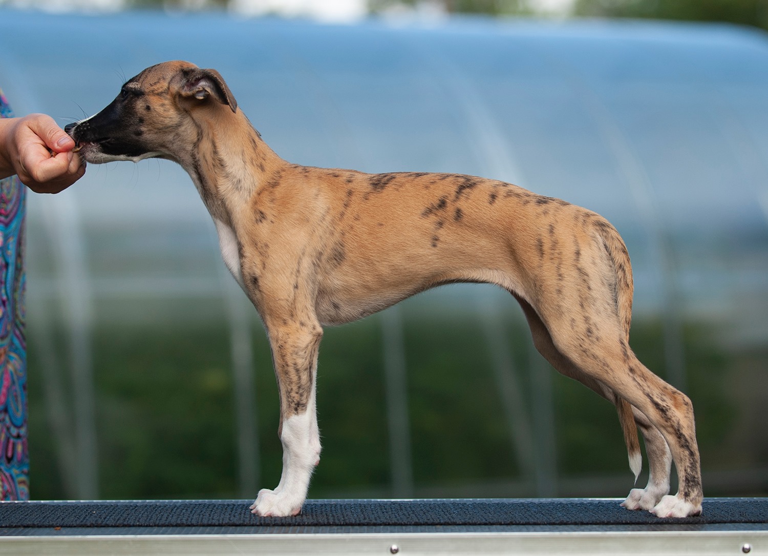 Puppy pages updated! Pictured here is Daria =)