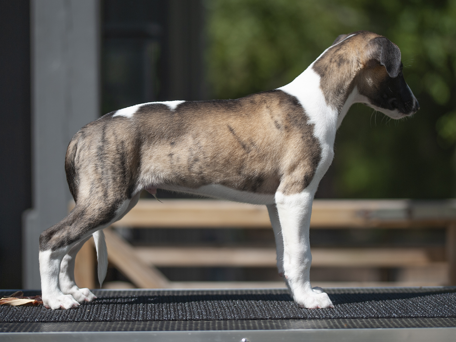 Puppy pages updated, and now they also have their names! Pictured here is Borys =)