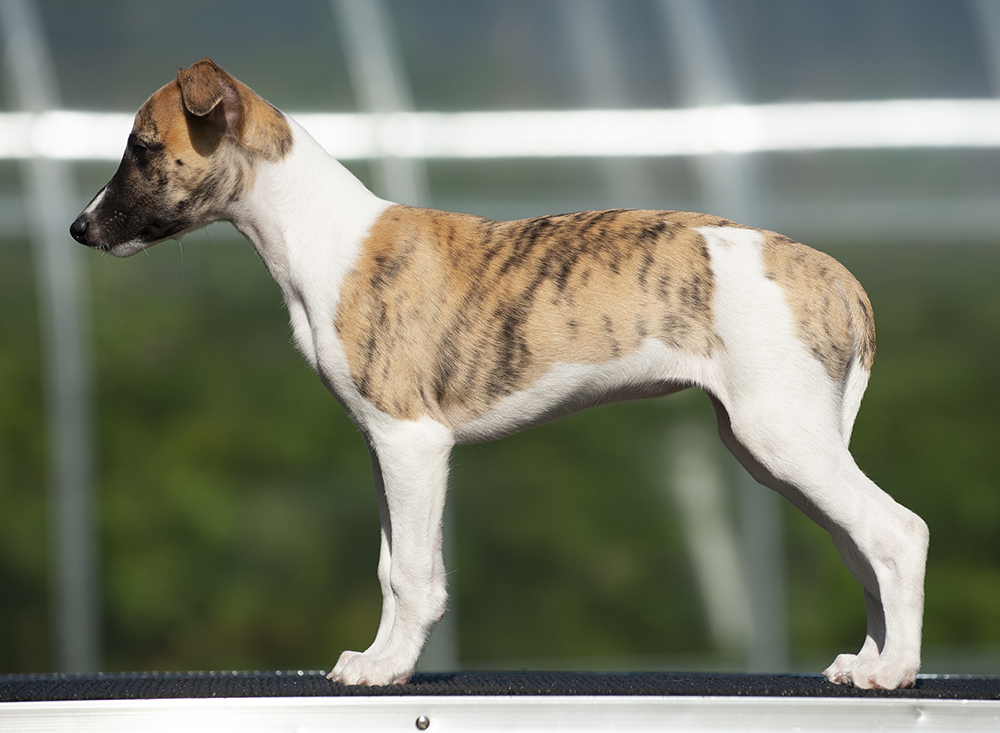 Puppy pages updated! Pictured here is Celina =)