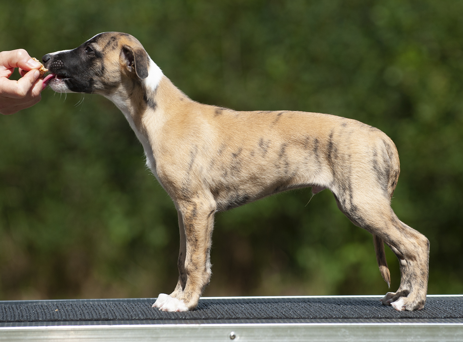 Puppy pages updated! Pictured here is Lukasz =)