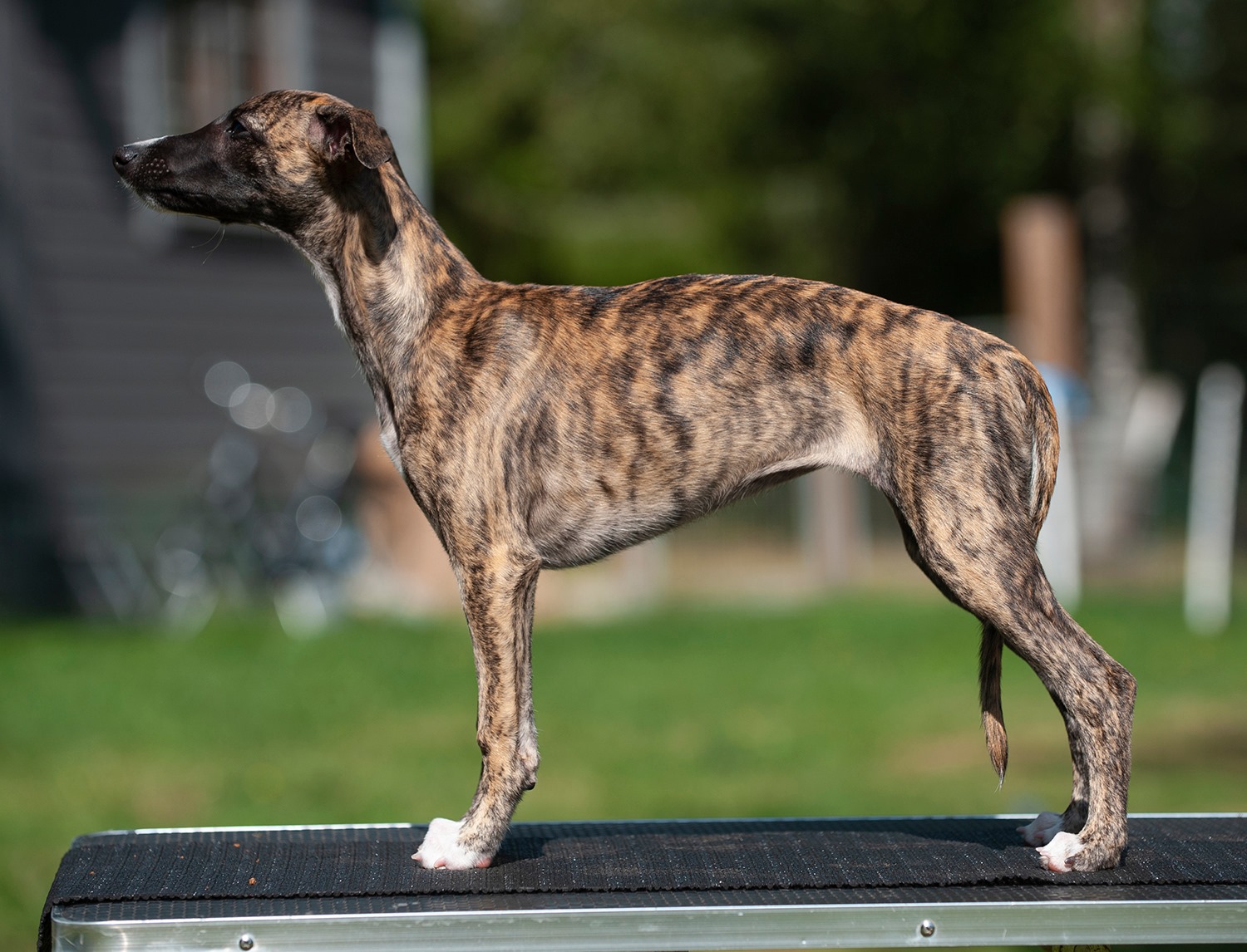 Puppy pages updated! Pictured here is Pixie =)