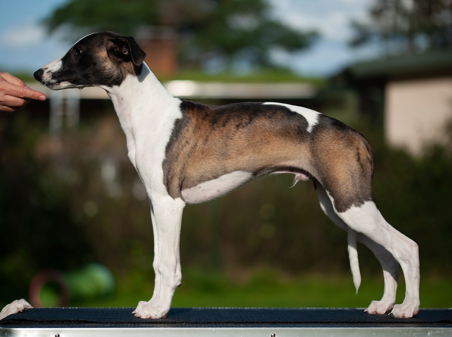 Puppy pages updated! Pictured here is Skorpan =)