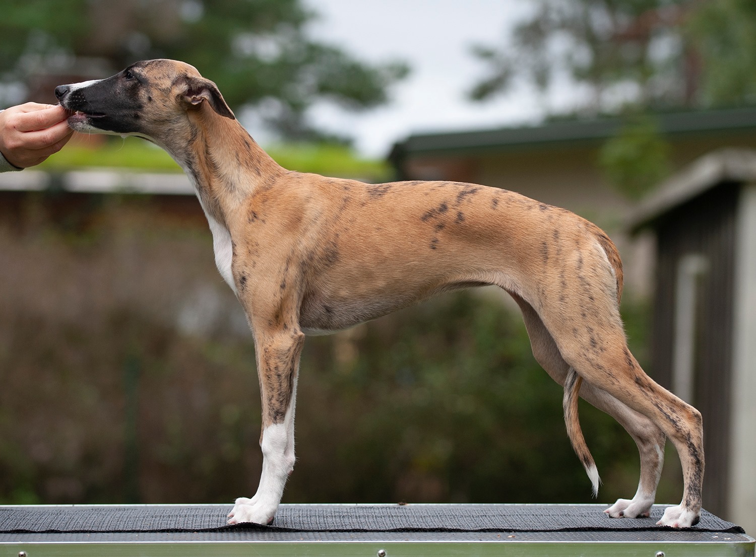 Puppy pages updated! Pictured here is Daria =)