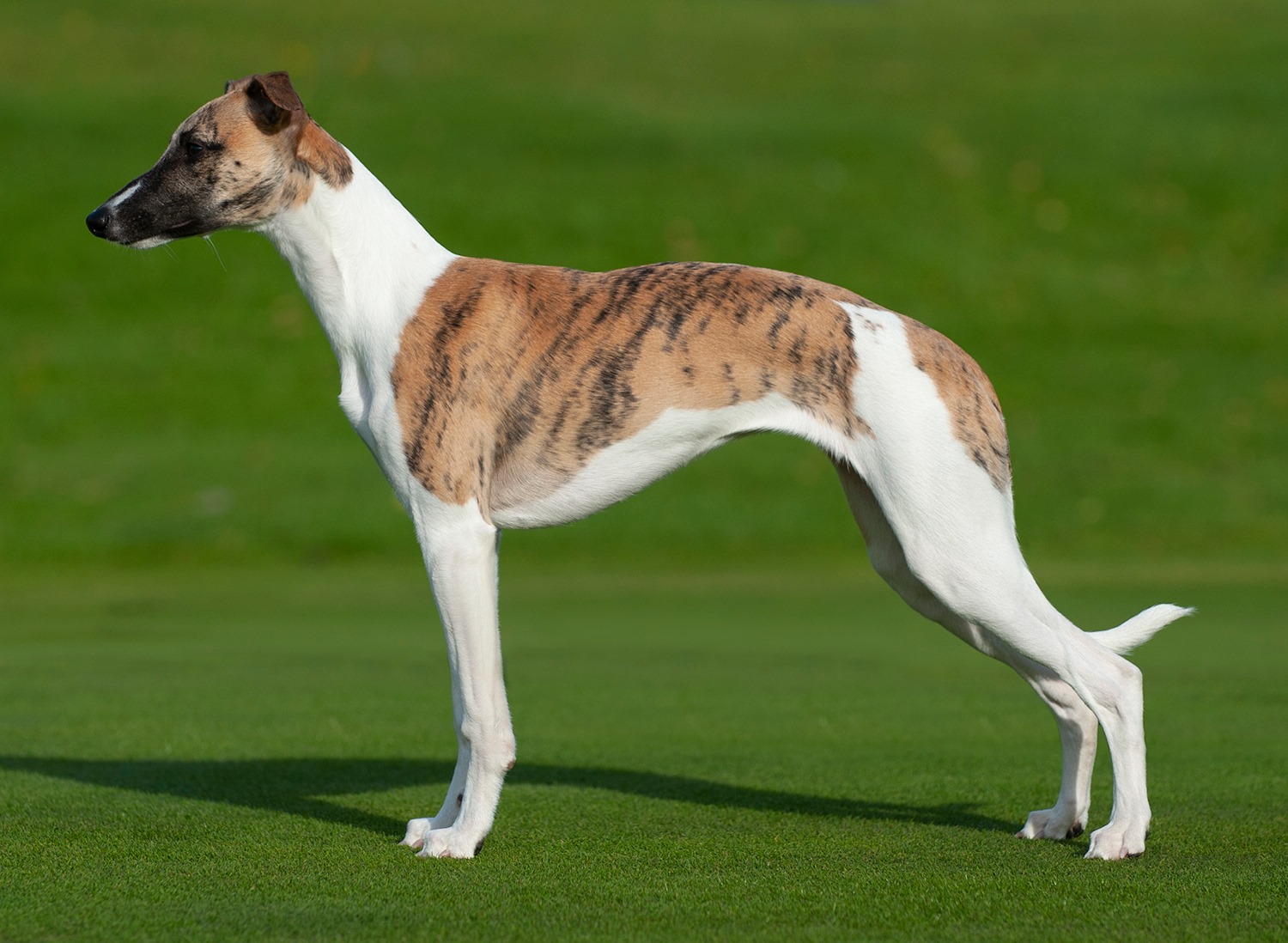 Puppy pages updated! Pictured here is Celina =)