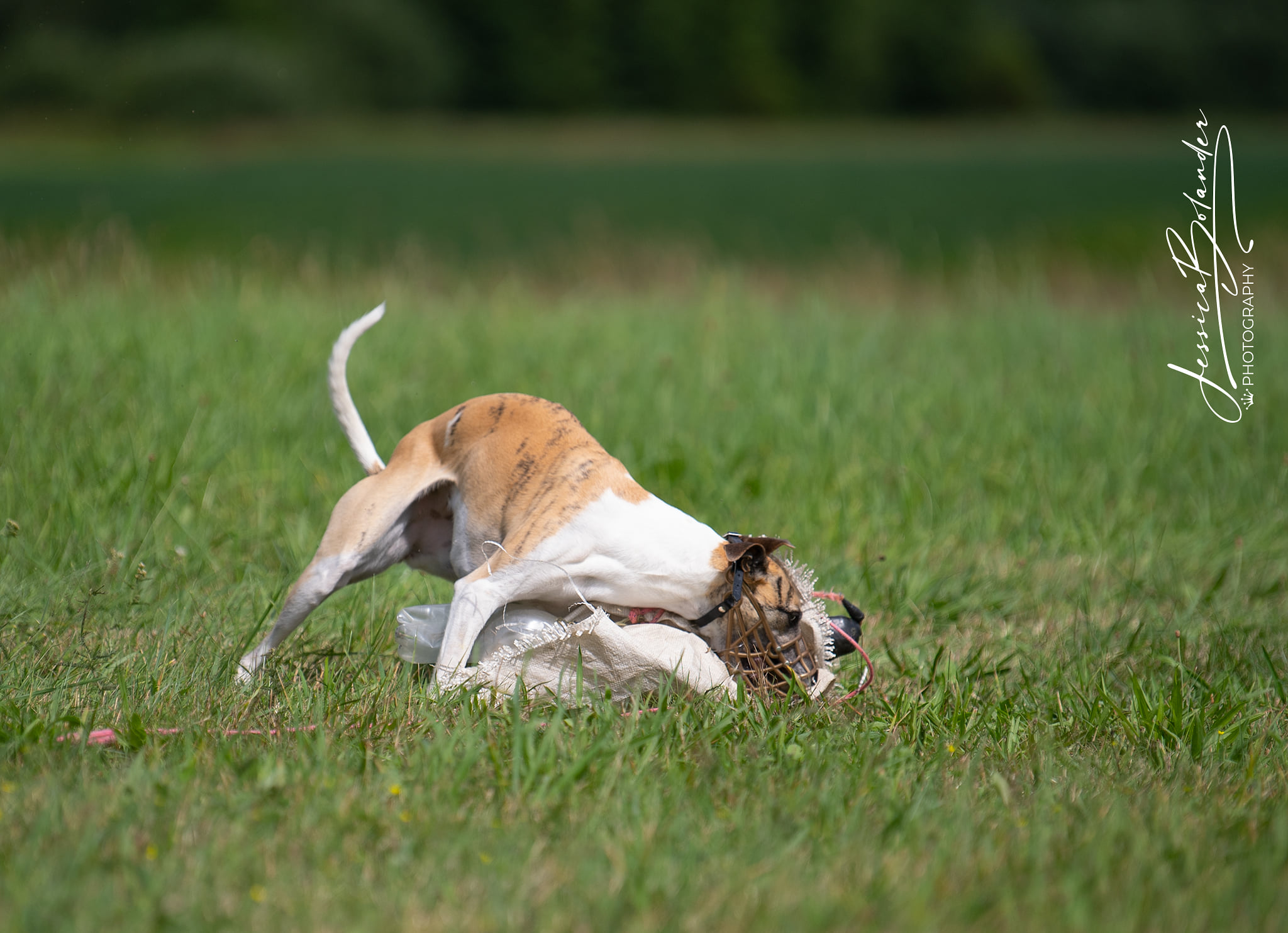 Daria (E Pepper Pot) and Celina (E Sweet Pea) just finished their lure coursing licenses!!