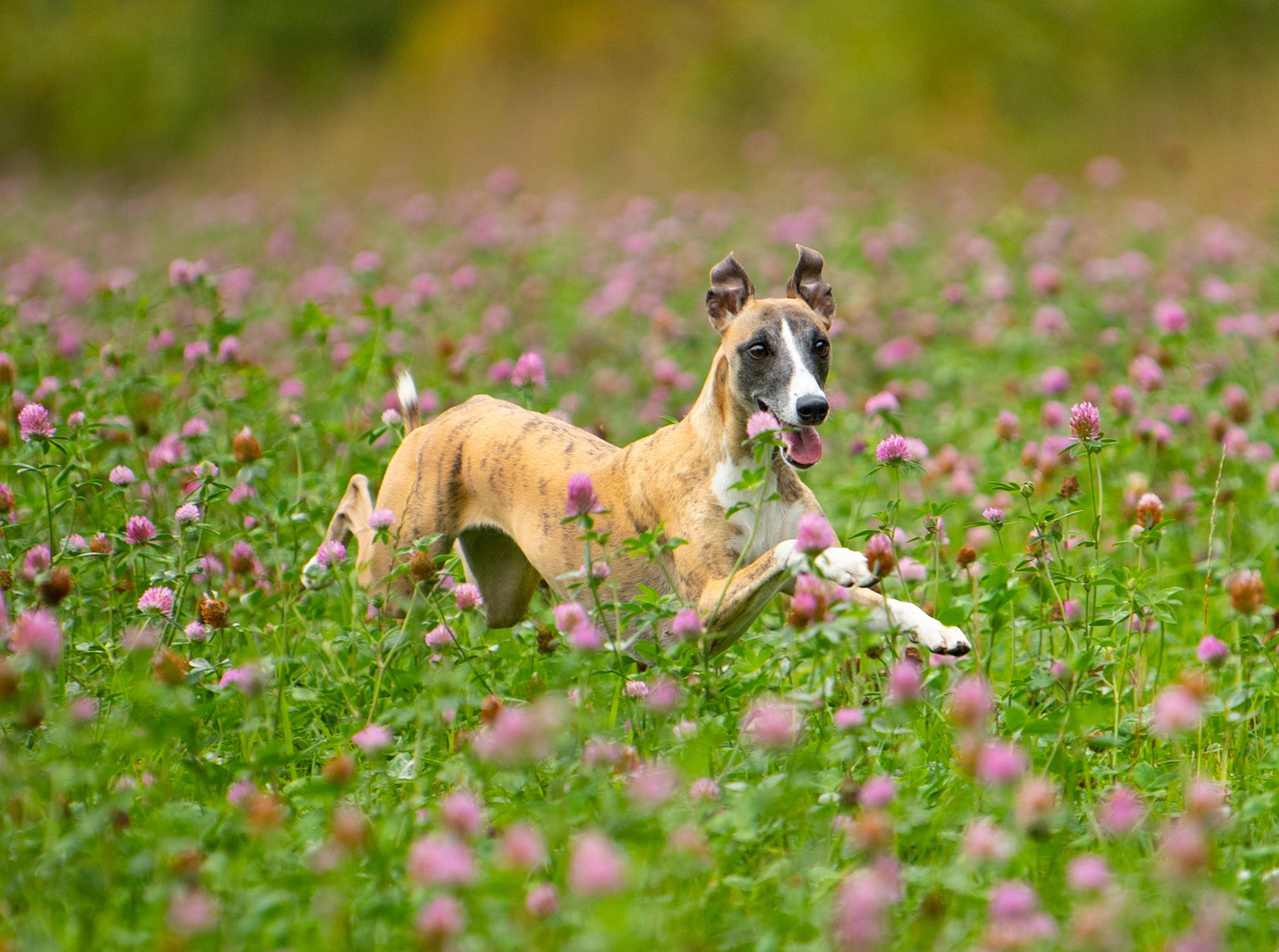 Daria started her third lure coursing trial and won - again! She also gained her 3rd CAC. Celina was placed as number 10 (out of 22).