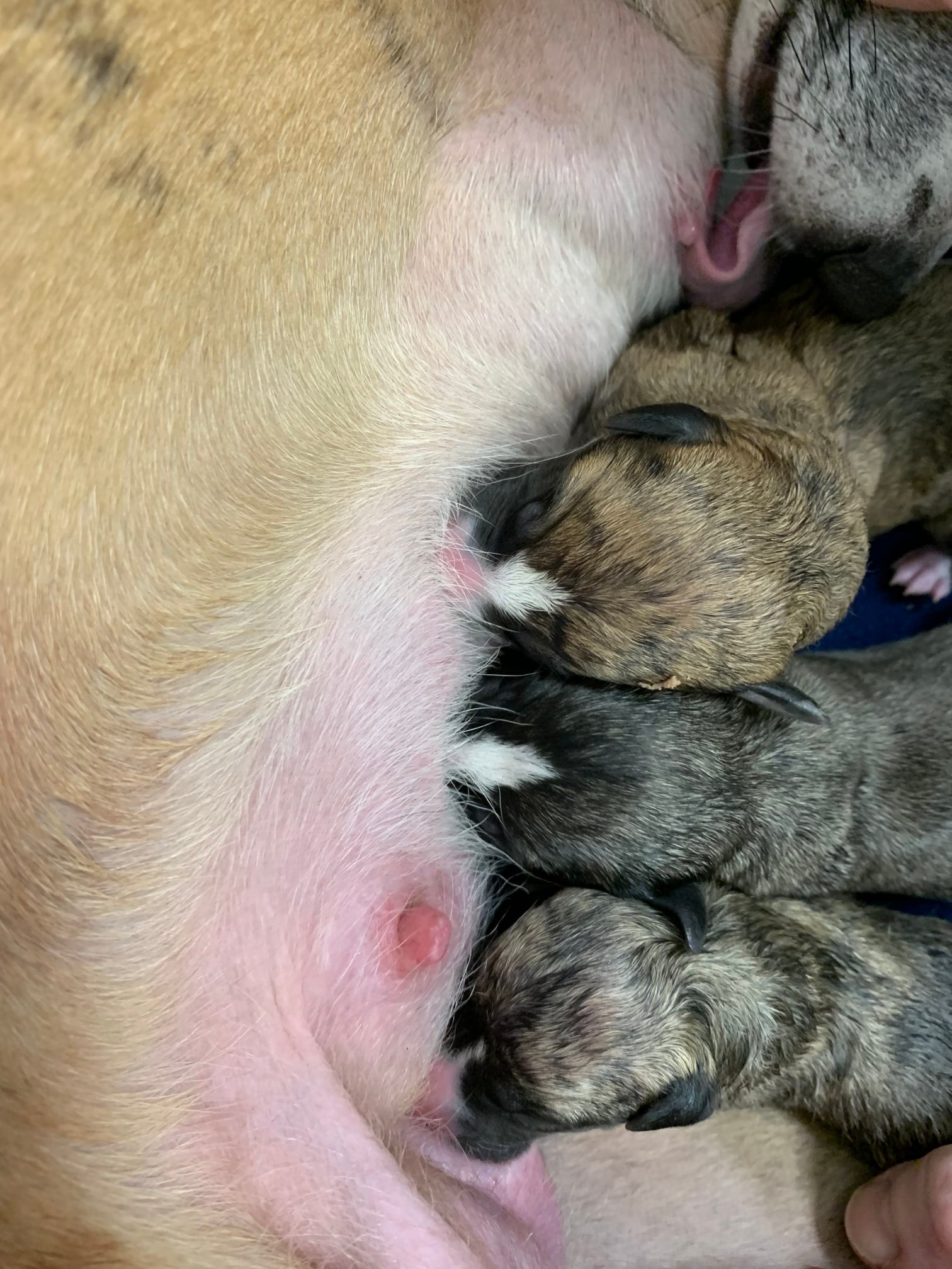 Two boys and one girl (bottom one is the girl).